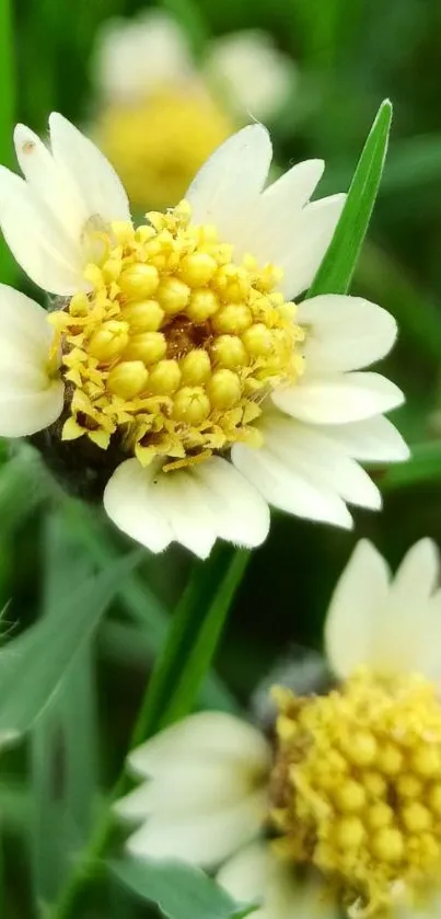 Close-up of yellow daisies on green grass.