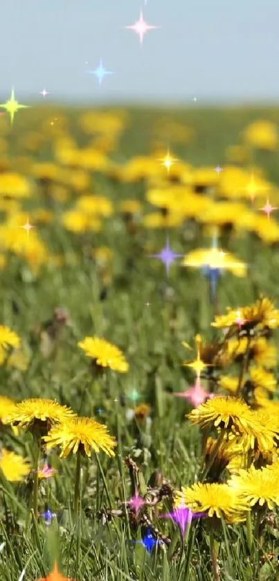 A field of yellow dandelions under a clear blue sky.