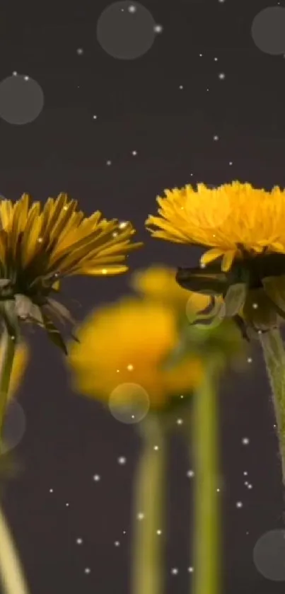 Yellow dandelions with dark background and bokeh effect.