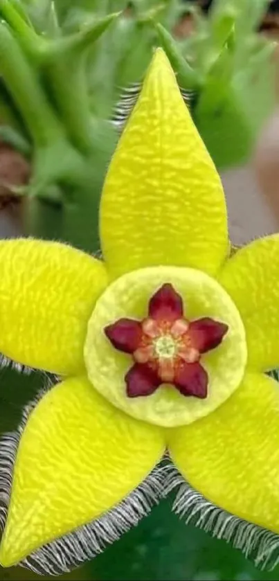 Close-up of a vibrant yellow flower with red center.