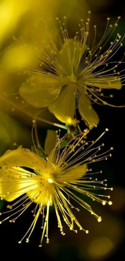 Close-up of elegant yellow flowers with intricate details on a dark background.