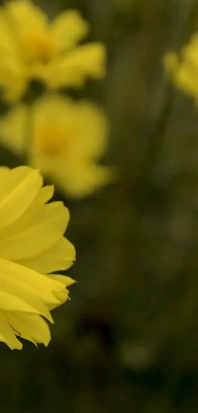 Yellow flower close-up with soft focus floral background.