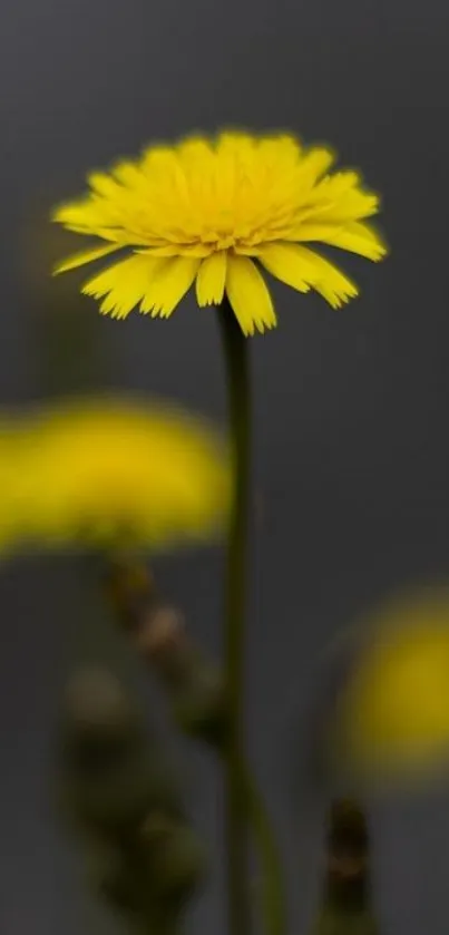 Vibrant yellow flower wallpaper with dark background for mobile.