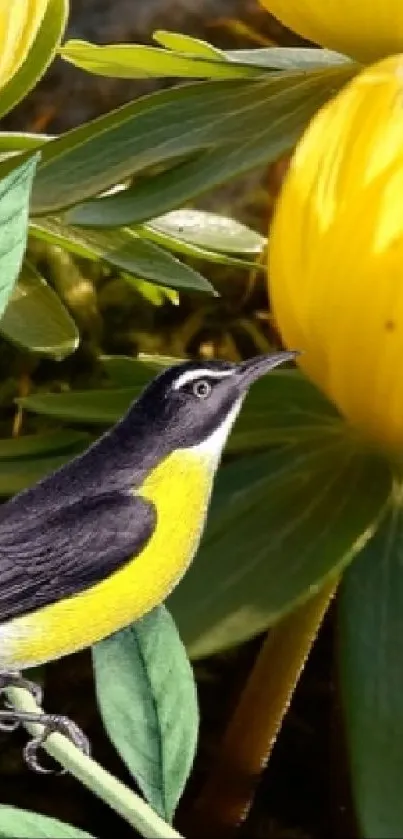 Colorful bird perched among vibrant yellow flowers.