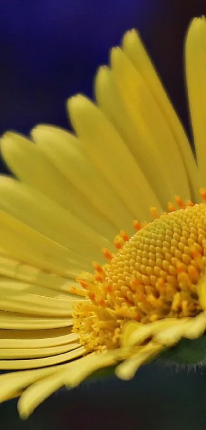 Close-up of a vibrant yellow flower with detailed petals.