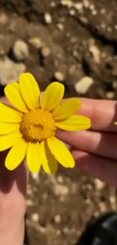 Close-up of a bright yellow flower held in hand.