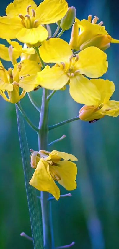 Yellow flowers in focus against a backdrop of lush green grass.