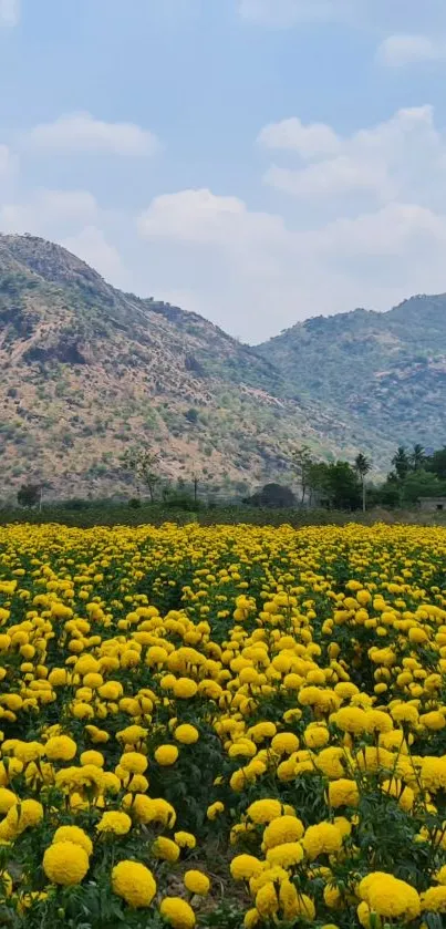 A vibrant yellow flower field with mountains in the background.