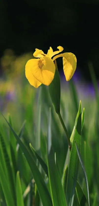 Yellow flower in lush green field, perfect for serene nature wallpaper.