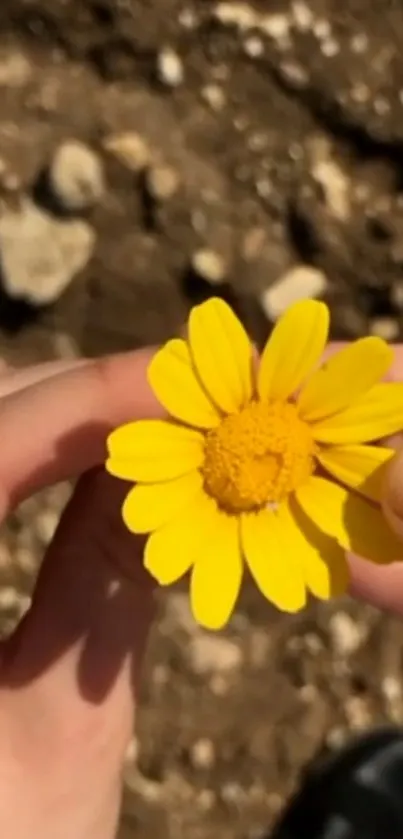 Yellow daisy held by hands with earthy background.