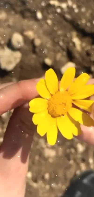 Yellow daisy held in hands against earthy background.