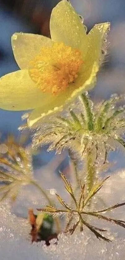 Yellow flower blooming in icy snow, capturing winter's serene beauty.