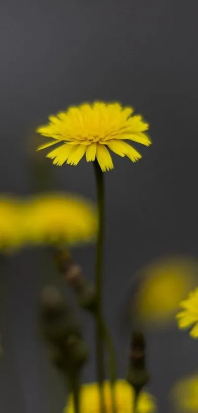 Minimalist wallpaper with yellow flower on dark background for mobile.