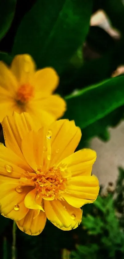 Close-up of yellow flowers with dewdrops and green leaves background.