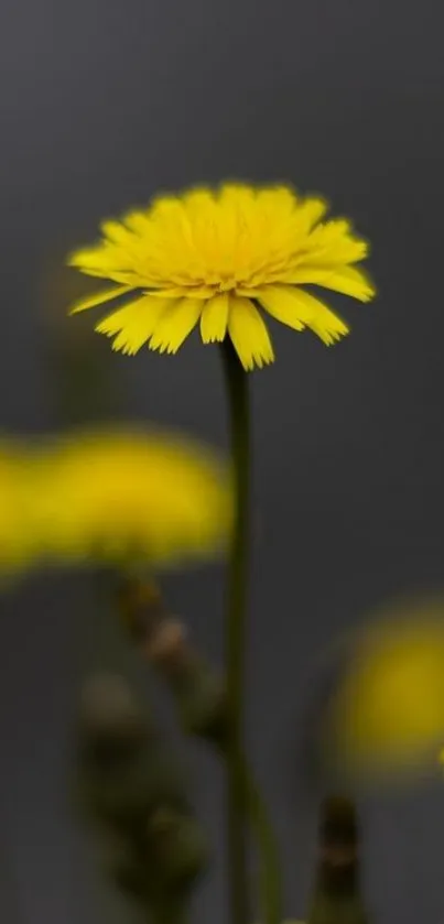 Vibrant yellow flower with blurred background, perfect for nature-themed wallpapers.