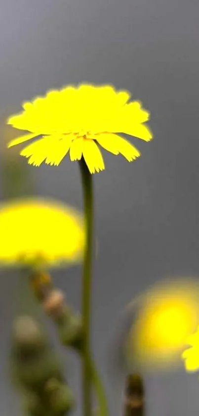 Yellow flower mobile wallpaper with a beautiful bloom in focus.