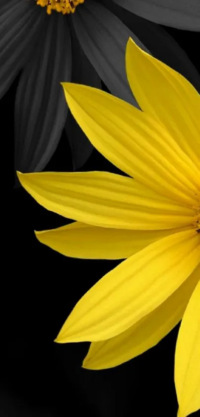 Yellow flower mobile wallpaper with black background and detailed petals.