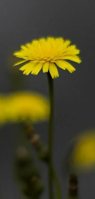 Vibrant yellow flower with dark blurred background.