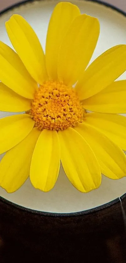 Close-up of yellow daisy on a textured background.