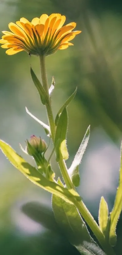 Close-up of a yellow flower with green leaves and a blurred background.