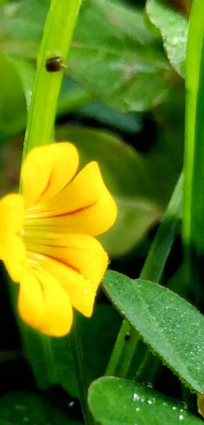 Close-up of a yellow flower with green leaves in nature.