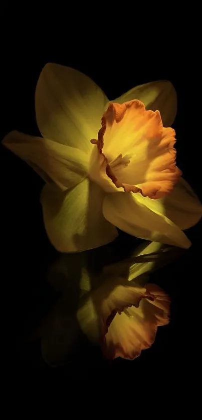 Yellow flower with dark background and reflection.