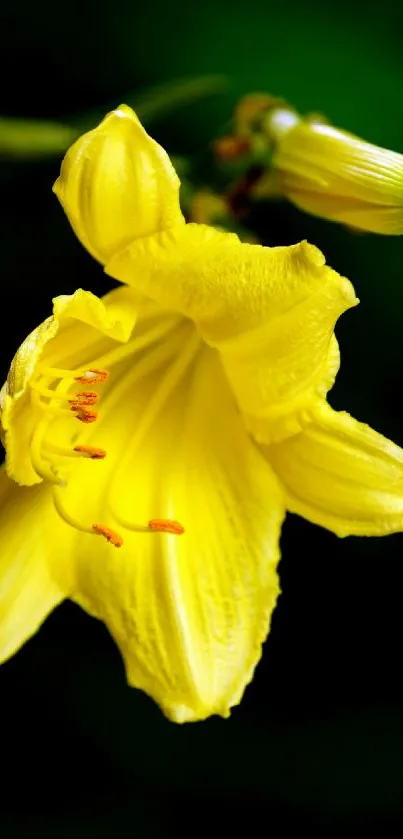 A vibrant yellow flower on a dark background mobile wallpaper.