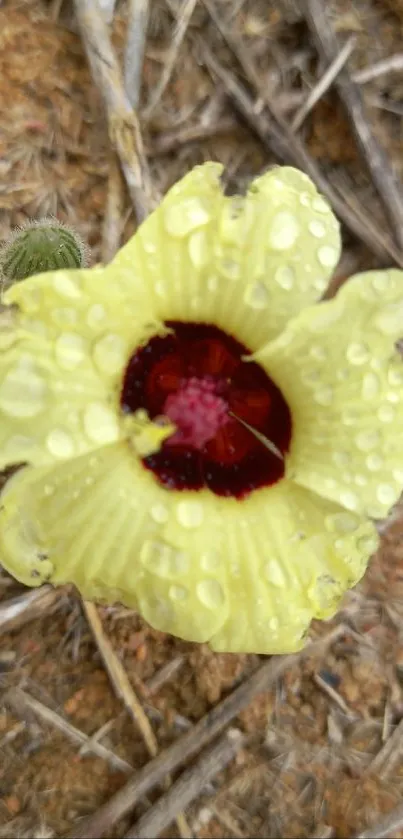 Yellow flower with dewdrops on earthy ground.