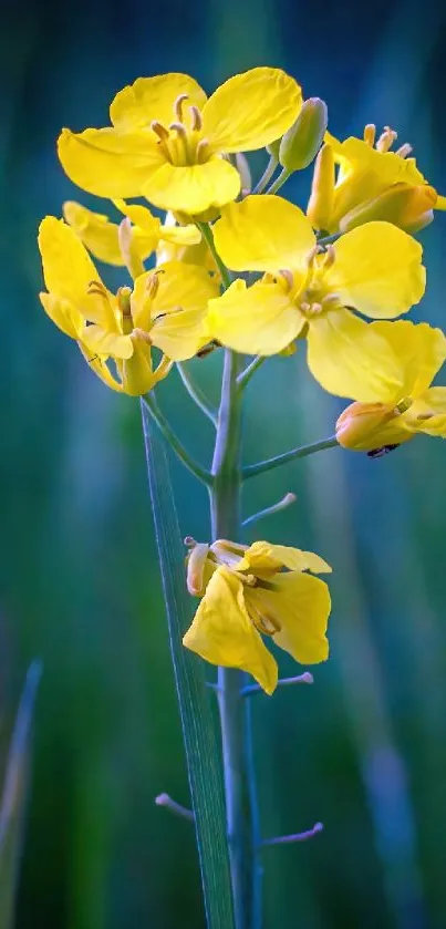 Yellow flowers with a green background mobile wallpaper.