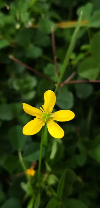 Yellow flower surrounded by green leaves in nature.