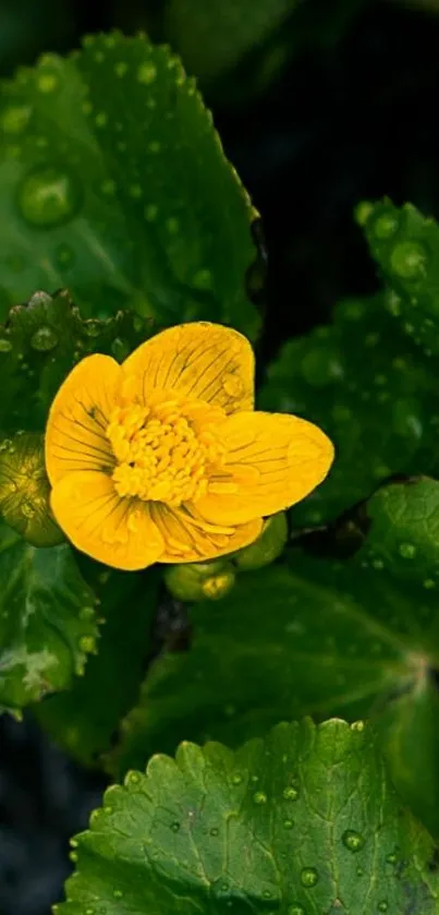 Close-up of a bright yellow flower on lush green leaves.