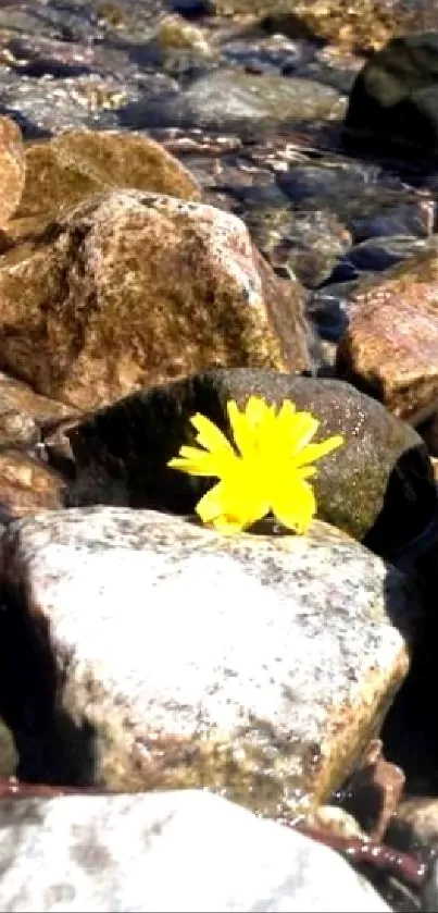 Yellow flower on rocks in serene setting.