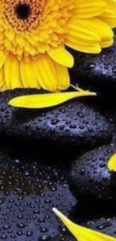 Yellow flower and wet stones wallpaper for mobile.