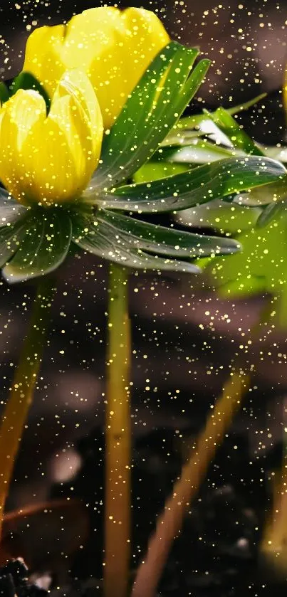 Yellow flowers with a sparkling effect on a mobile wallpaper.