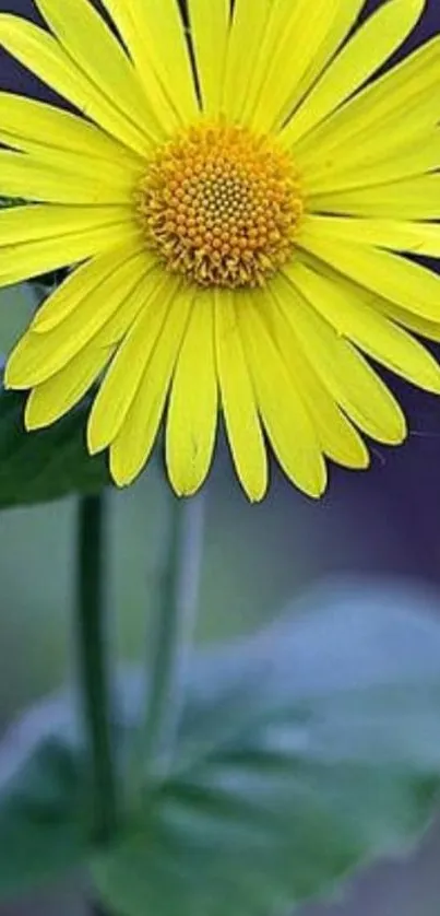 Vibrant yellow flower with green leaves background.