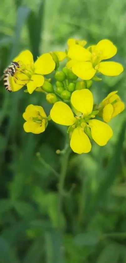 Yellow flower with bee on green leafy background.