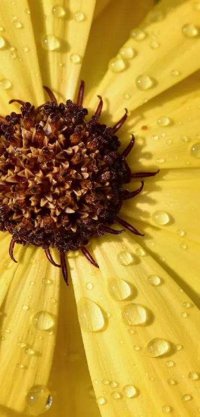 Close-up of a yellow flower with dew drops on its petals.