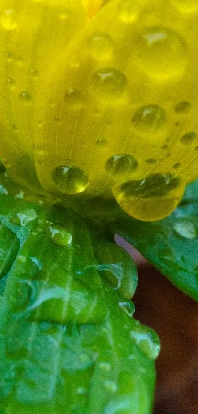 Yellow flower with dew on green leaves, perfect for mobile wallpaper.