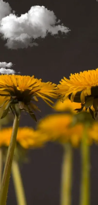 Yellow flowers with clouds in a dark sky background.