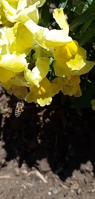 Bee hovering over bright yellow flowers in sunlight.