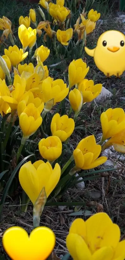 Yellow crocus flowers with a chick emoji in a grassy garden.