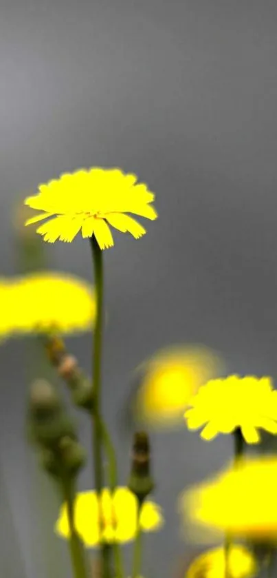 Vibrant yellow flowers with a gray background.