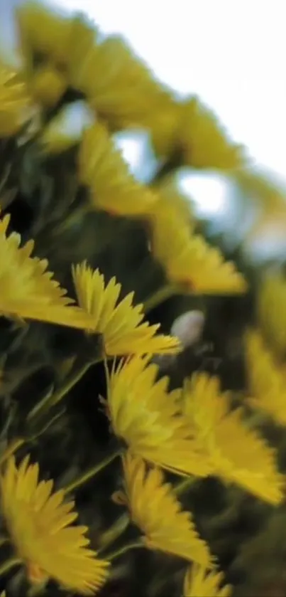 Close-up of vibrant yellow flowers with a blurred background.