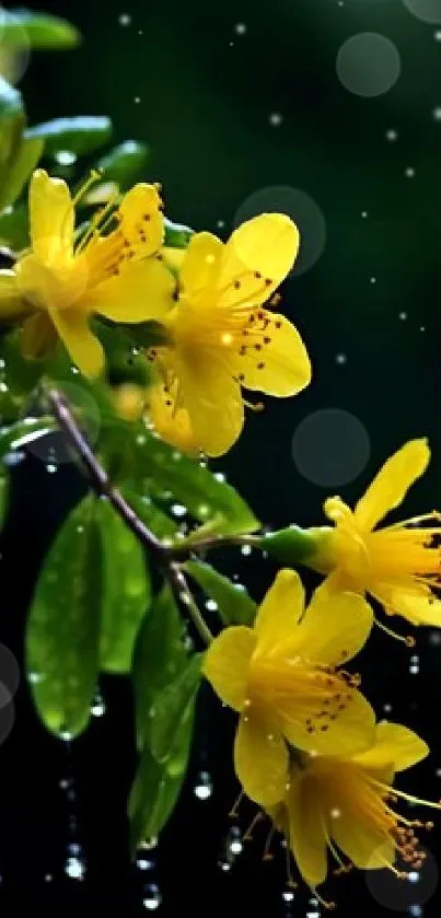 Yellow flowers with raindrops on leafy branch.