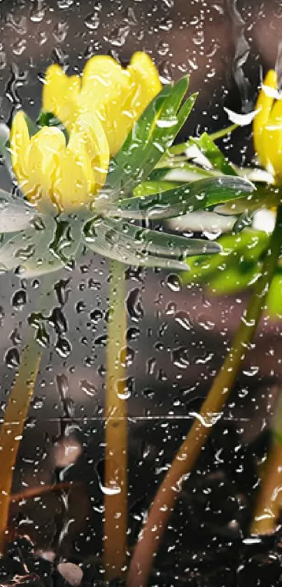 Close-up of bright yellow flowers in bloom against a dark earthy background.