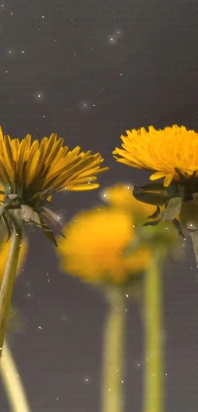 Yellow dandelion flowers mobile wallpaper with gray background.