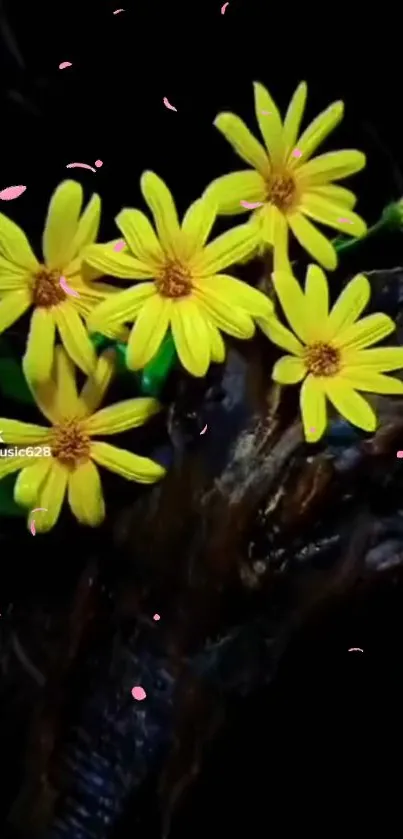 Bright yellow flowers with pink petals on a black background.