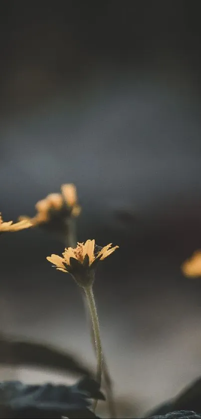 Yellow flowers with a dark, soothing blurred background.