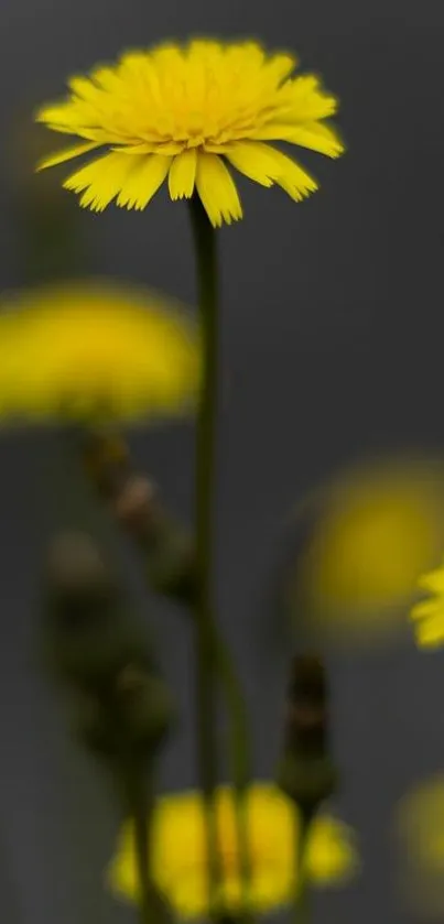 Yellow flowers with blurred dark background, perfect for wallpapers.