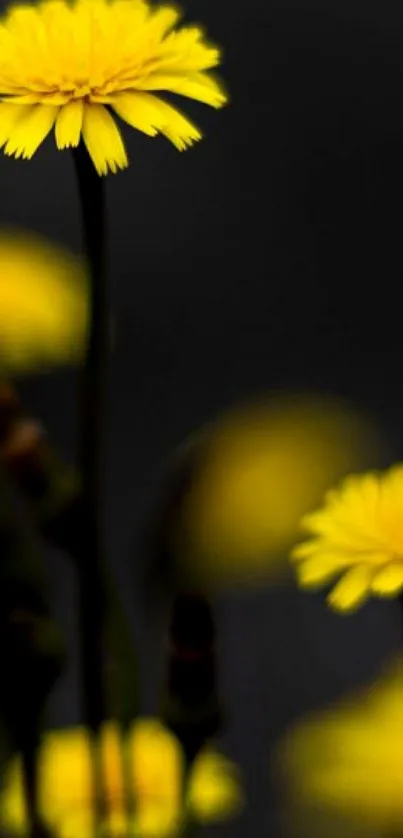 Yellow flowers against a dark, elegant background mobile wallpaper.